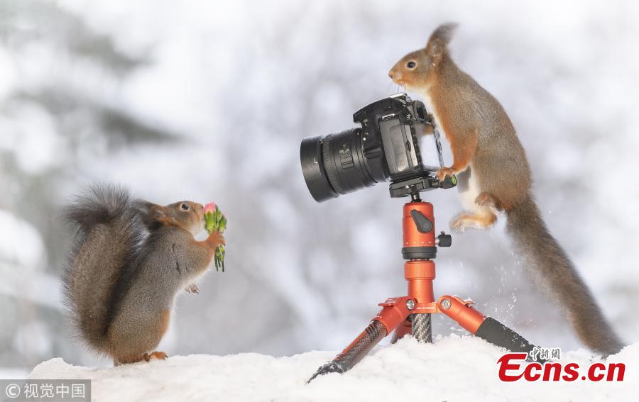 Geert Weggen, an award-winning photographer who specializes in clicking red squirrels in his back garden in Sweden, has released Valentine\'s Day themed creations. (Photo/VCG)