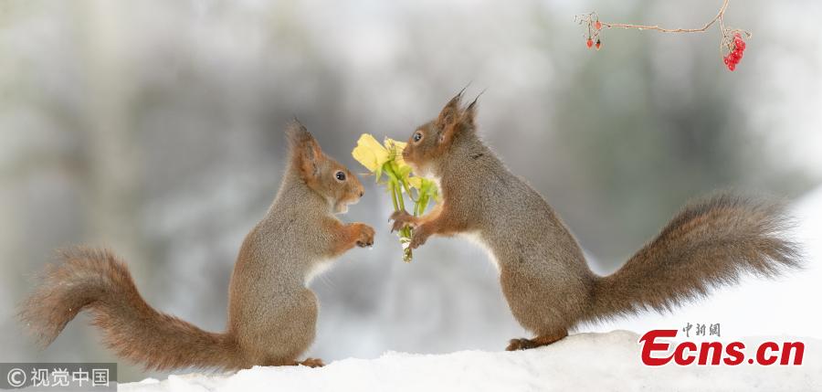 Geert Weggen, an award-winning photographer who specializes in clicking red squirrels in his back garden in Sweden, has released Valentine\'s Day themed creations. (Photo/VCG)