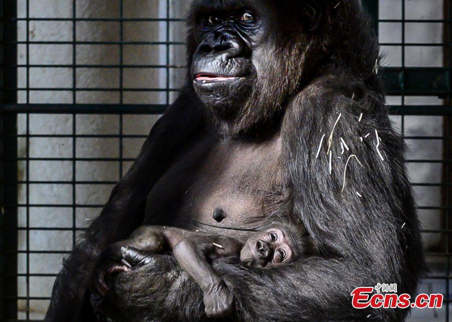 Photo shows female gorilla Gypsy holds her four-week-old first baby at the zoological park of Saint-Martin-la-Plaine, France, Feb. 20, 2019. (Photo/Agencies)