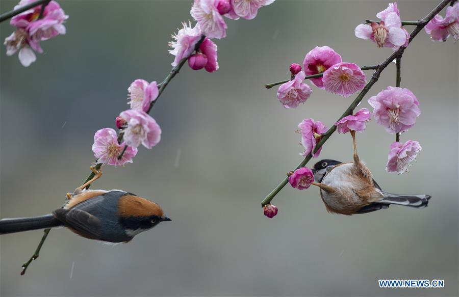 Photo taken on Feb. 21, 2019 shows birds gathering around plum blossom at a plum garden in Wuxi, east China\'s Jiangsu Province. (Xinhua/Pan Zhengguang)