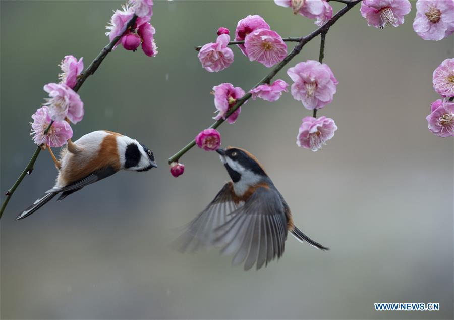 Photo taken on Feb. 21, 2019 shows birds gathering around plum blossom at a plum garden in Wuxi, east China\'s Jiangsu Province. (Xinhua/Pan Zhengguang)