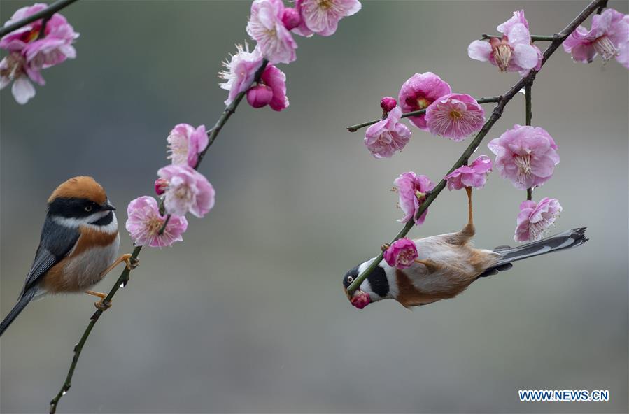 Photo taken on Feb. 21, 2019 shows birds gathering around plum blossom at a plum garden in Wuxi, east China\'s Jiangsu Province. (Xinhua/Pan Zhengguang)