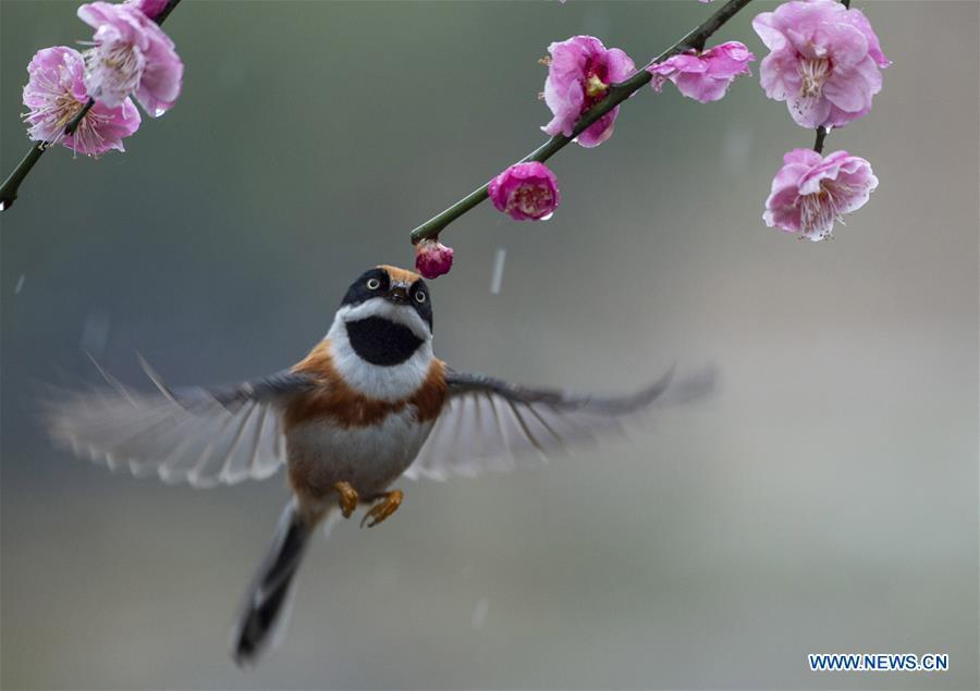Photo taken on Feb. 21, 2019 shows a bird flying around plum blossom at a plum garden in Wuxi, east China\'s Jiangsu Province. (Xinhua/Pan Zhengguang)