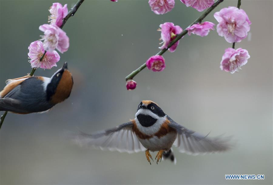 Photo taken on Feb. 21, 2019 shows birds gathering around plum blossom at a plum garden in Wuxi, east China\'s Jiangsu Province. (Xinhua/Pan Zhengguang)