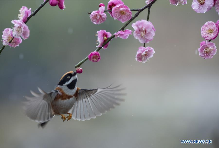 Photo taken on Feb. 21, 2019 shows a bird flying around plum blossom at a plum garden in Wuxi, east China\'s Jiangsu Province. (Xinhua/Pan Zhengguang)