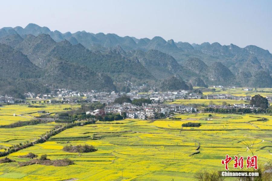 <?php echo strip_tags(addslashes(Rapeseed flowers in full bloom at Wanfenglin scenic spot in Xingyi City, Southwest China’s Guizhou Province, Feb. 21, 2019. With rapeseed fields spanning 667 hectares, the scenic spot is a huge attraction to tourists who like the yellow flowers. (Photo: China News Service/He Junyi))) ?>