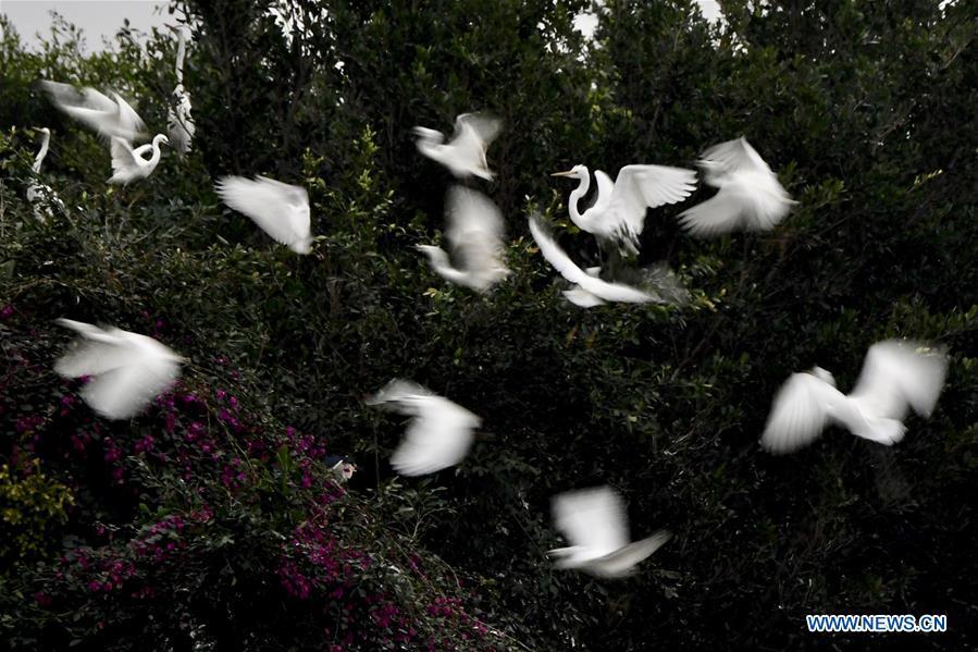 <?php echo strip_tags(addslashes(Egrets fly over trees at Bihu ecological park in Zhangzhou, southeast China's Fujian Province, Feb. 21, 2019. (Xinhua/Jiang Kehong))) ?>