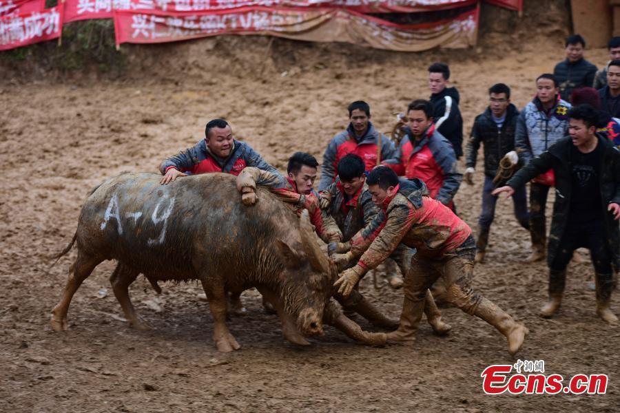 <?php echo strip_tags(addslashes(Spectators watch a buffalo fight during a competition in Xingren Village, Danzhai County, Southwest China's Guizhou Province, Feb. 23, 2019. The annual buffalo battle has become a big draw to tourists. (Photo: China News Service/Yang Wukui))) ?>