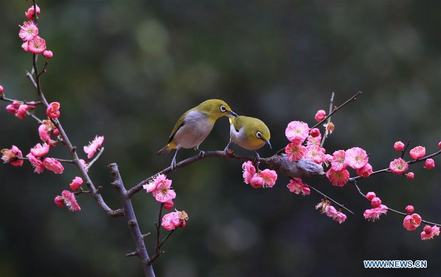 Birds are seen standing by plum blossom in Wuxing Village of Hengyang, central China\'s Hunan Province, Feb. 22, 2019. (Xinhua/Cao Zhengping)
