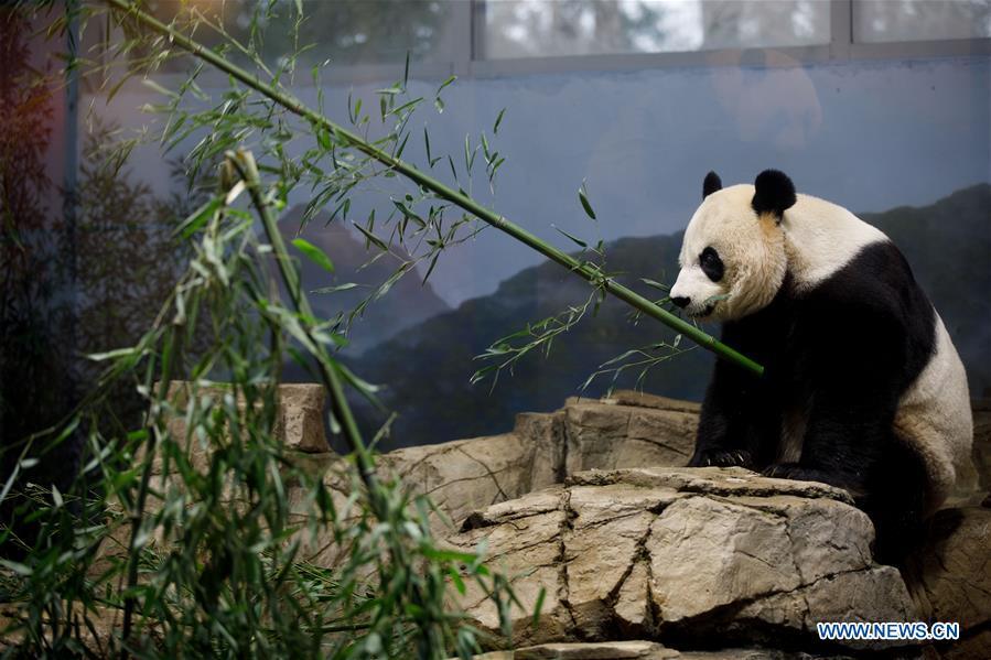 Giant Panda Mei Xiang eats treats in the giant panda house at the Smithsonian\'s National Zoo in Washington D.C., the United States, on Feb. 23, 2019. The Smithsonian\'s National Zoo in Washington D.C. held a housewarming event inside the giant panda house on Saturday to celebrate the completion of a new visitor exhibit. (Xinhua/Ting Shen)