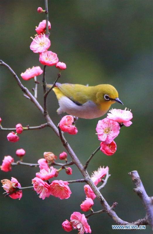 <?php echo strip_tags(addslashes(A bird rests on plum blossom branch in Wuxing Village of Hengyang, central China's Hunan Province, Feb. 22, 2019. (Xinhua/Cao Zhengping))) ?>