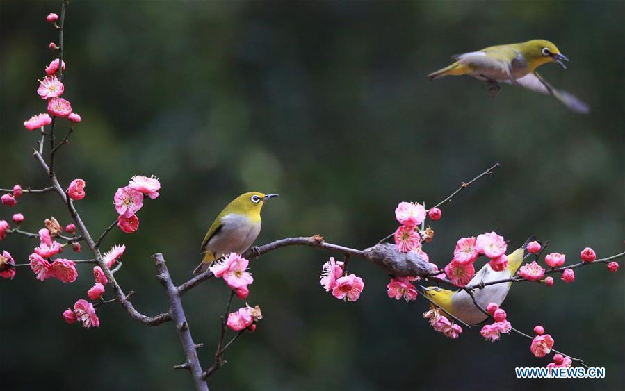 Birds gather around plum blossom in Wuxing Village of Hengyang, central China\'s Hunan Province, Feb. 22, 2019. (Xinhua/Cao Zhengping)