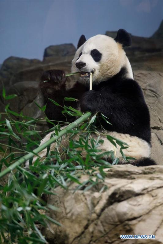 Giant Panda Mei Xiang eats treats in the giant panda house at the Smithsonian\'s National Zoo in Washington D.C., the United States, on Feb. 23, 2019. The Smithsonian\'s National Zoo in Washington D.C. held a housewarming event inside the giant panda house on Saturday to celebrate the completion of a new visitor exhibit. (Xinhua/Ting Shen)