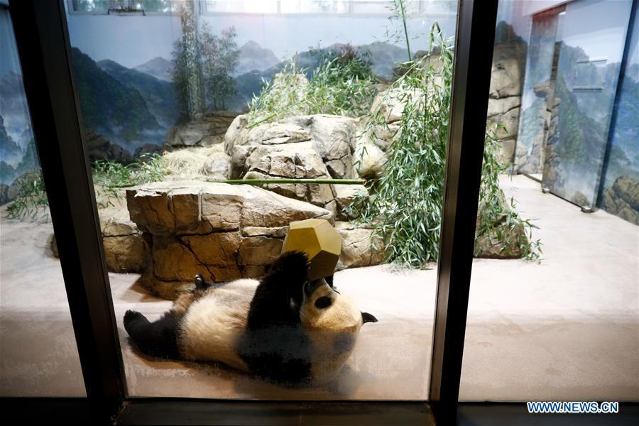 Giant Panda Mei Xiang plays in the giant panda house at the Smithsonian\'s National Zoo in Washington D.C., the United States, on Feb. 23, 2019. The Smithsonian\'s National Zoo in Washington D.C. held a housewarming event inside the giant panda house on Saturday to celebrate the completion of a new visitor exhibit. (Xinhua/Ting Shen)