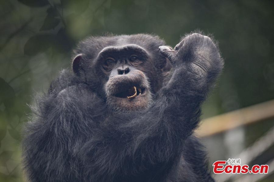 <?php echo strip_tags(addslashes(A 17-year-old chimpanzee performs stunts including a back flip and a headstand at the Locajoy Wildlife Park in Chongqing. (Photo: China News Service/Wang Chengjie))) ?>