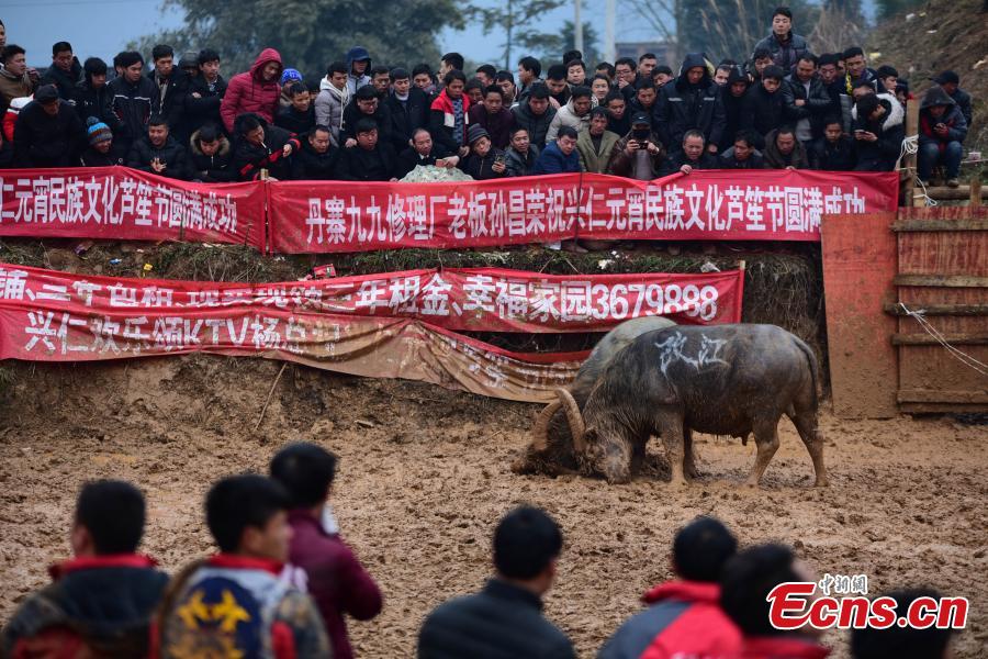<?php echo strip_tags(addslashes(Spectators watch a buffalo fight during a competition in Xingren Village, Danzhai County, Southwest China's Guizhou Province, Feb. 23, 2019. The annual buffalo battle has become a big draw to tourists. (Photo: China News Service/Yang Wukui))) ?>