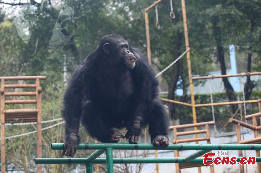 <?php echo strip_tags(addslashes(A 17-year-old chimpanzee performs stunts including a back flip and a headstand at the Locajoy Wildlife Park in Chongqing. (Photo: China News Service/Wang Chengjie))) ?>