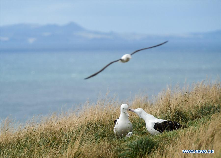 Northern Royal albatrosses are seen at the Royal Albatross Centre in Taiaroa Head, Dunedin, New Zealand, on Feb. 24, 2019. Every year over 40 pairs of Northern Royal albatrosses nest and breed at the world\'s only mainland breeding colony at Taiaroa Head. By January this year, a total of 29 albatross chicks have hatched in the recent breeding season starting from September last year. (Xinhua/Guo Lei)