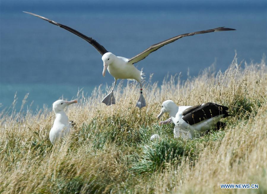 Northern Royal albatrosses are seen at the Royal Albatross Centre in Taiaroa Head, Dunedin, New Zealand, on Feb. 24, 2019. Every year over 40 pairs of Northern Royal albatrosses nest and breed at the world\'s only mainland breeding colony at Taiaroa Head. By January this year, a total of 29 albatross chicks have hatched in the recent breeding season starting from September last year. (Xinhua/Guo Lei)