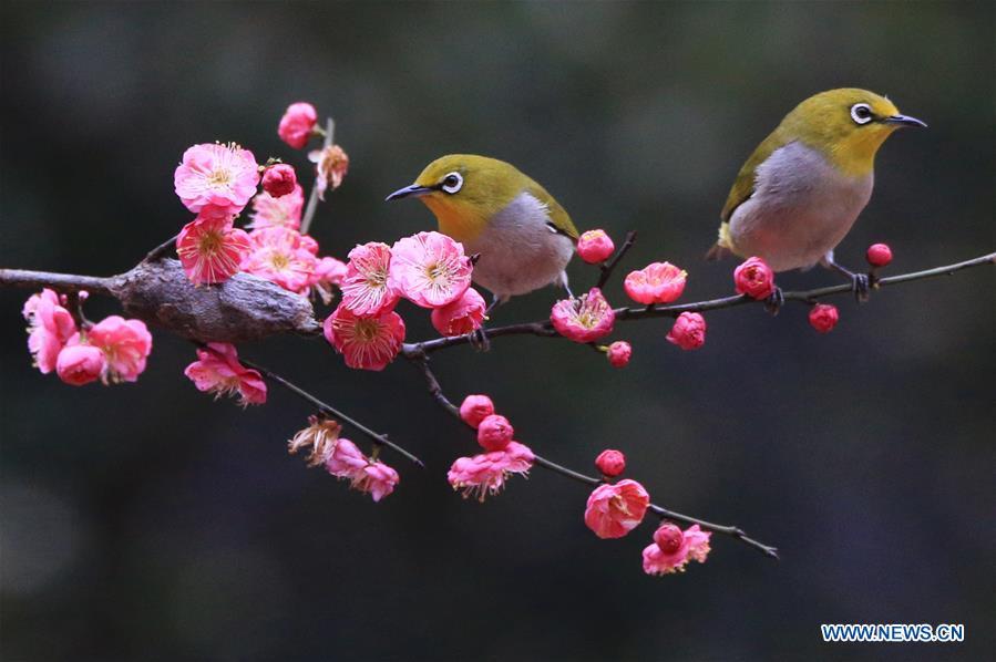 Birds gather around plum blossom in Wuxing Village of Hengyang, central China\'s Hunan Province, Feb. 22, 2019. (Xinhua/Cao Zhengping)
