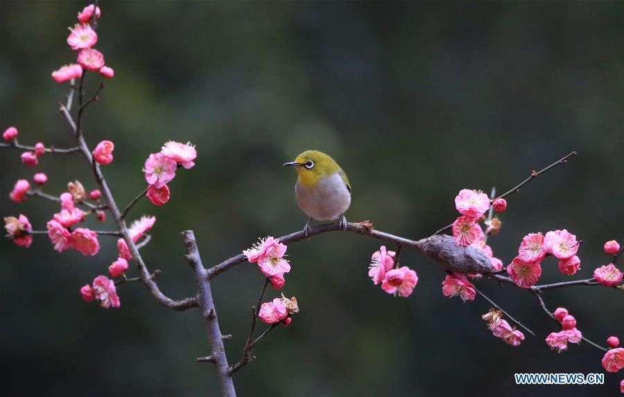 <?php echo strip_tags(addslashes(A bird rests on plum blossom branch in Wuxing Village of Hengyang, central China's Hunan Province, Feb. 22, 2019. (Xinhua/Cao Zhengping))) ?>