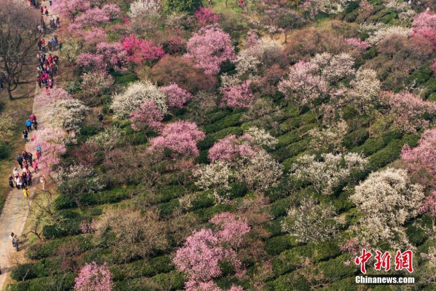 <?php echo strip_tags(addslashes(An aerial view of the plum blossom in Nanjing, East China's Jiangsu Province, Feb 24, 2019. (Photo: China News Service/Yang Bo))) ?>