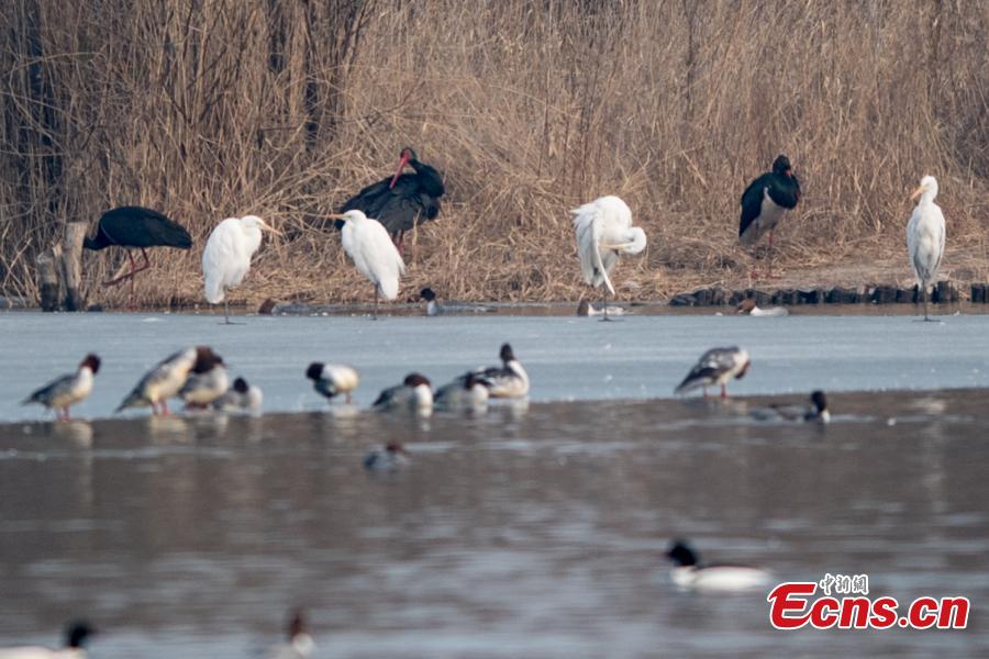 Black storks are seen at a wetland park in Taiyuan City, North China\'s Shanxi Province, Feb. 25, 2019. The black stork is under first-class state animal protection in China. (Photo: China News Service/Wei Liang)