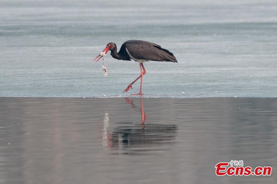 A black stork at a wetland park in Taiyuan City, North China\'s Shanxi Province, Feb. 25, 2019. The black stork is under first-class state animal protection in China. (Photo: China News Service/Wei Liang)