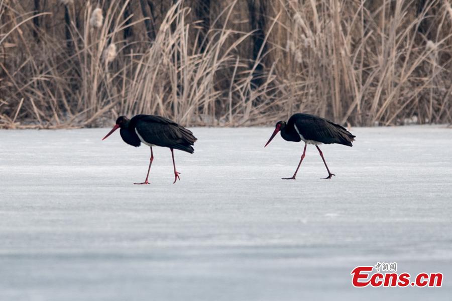 Two black storks are seen at a wetland park in Taiyuan City, North China\'s Shanxi Province, Feb. 25, 2019. The black stork is under first-class state animal protection in China. (Photo: China News Service/Wei Liang)
