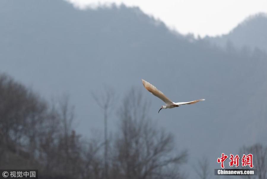 <?php echo strip_tags(addslashes(A crested ibis or Nipponia nippon is spotted by photography enthusiasts at a pond in Zhen'an County, Shangluo City, Northwest China's Shaanxi Province. It is the first time the bird has been discovered in the city. (Photo/VCG))) ?>