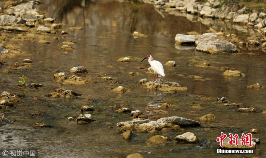 <?php echo strip_tags(addslashes(A crested ibis or Nipponia nippon is spotted by photography enthusiasts at a pond in Zhen'an County, Shangluo City, Northwest China's Shaanxi Province. It is the first time the bird has been discovered in the city. (Photo/VCG))) ?>
