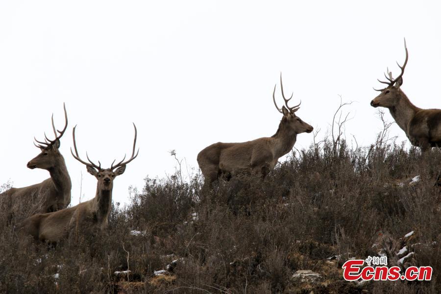 Photo taken by Naobu Zhandou, a photographer from Qinghai Province, showed a herd of white-lipped deer, Cervus albirostris, in the province\'s Batang Township. The endangered species of deer is endemic to China, found in grassland, shrubland, and forest at elevations of 3,500 to 5,100 meters in the eastern Tibetan Plateau. (Photo: China News Service/Naobu Zhandou)