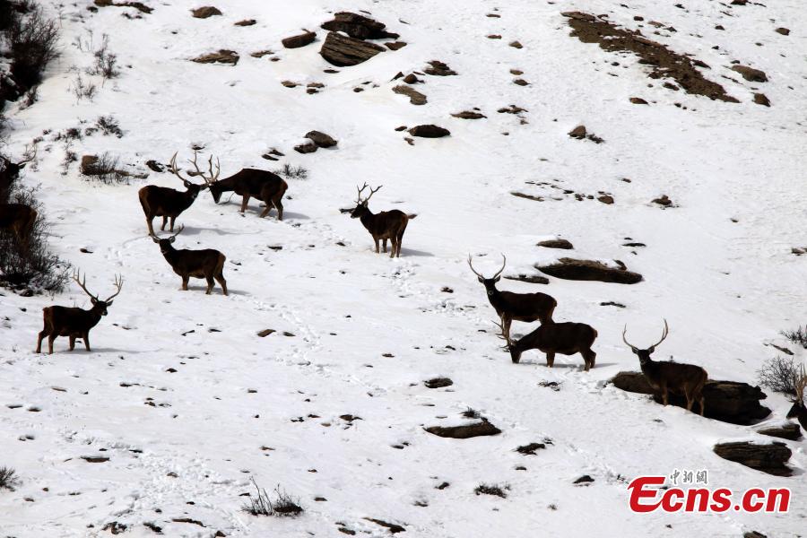 Photo taken by Naobu Zhandou, a photographer from Qinghai Province, showed a herd of white-lipped deer, Cervus albirostris, in the province\'s Batang Township. The endangered species of deer is endemic to China, found in grassland, shrubland, and forest at elevations of 3,500 to 5,100 meters in the eastern Tibetan Plateau. (Photo: China News Service/Naobu Zhandou)
