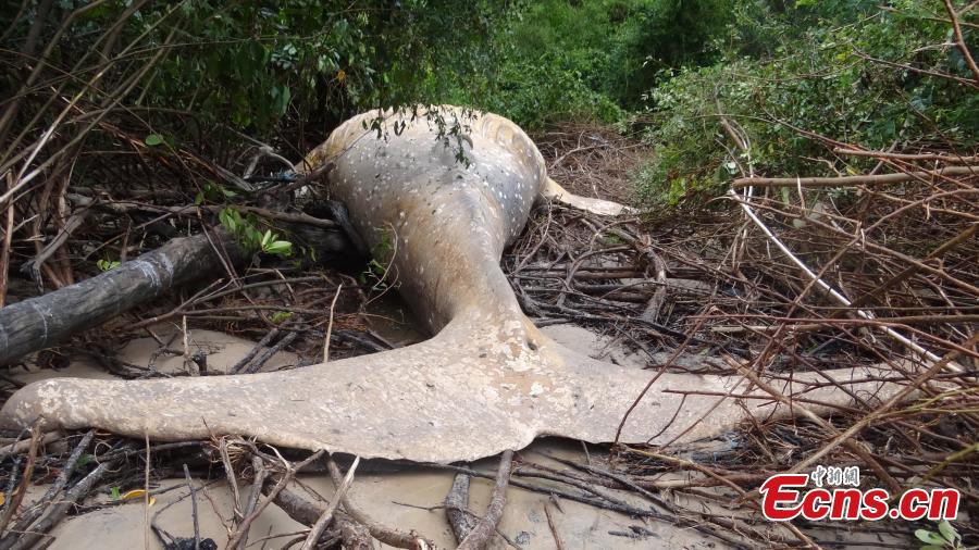 A humpback whale found dead in undergrowth on the Brazilian island of Marajo at the mouth of the Amazon River. Wildlife experts are searching for clues why the humpback, believed to be a 12-month-old calf, was about 15 meters from the ocean. (Photo/Agencies)