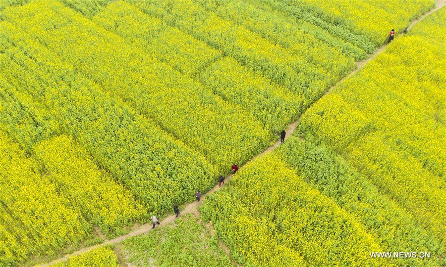 Aerial photo taken on Feb. 26, 2019 shows tourists walking in cole flower fields at Longweizhou Village of Xinxi Township in Xinyu City, east China\'s Jiangxi Province. (Xinhua/Zhao Chunliang)
