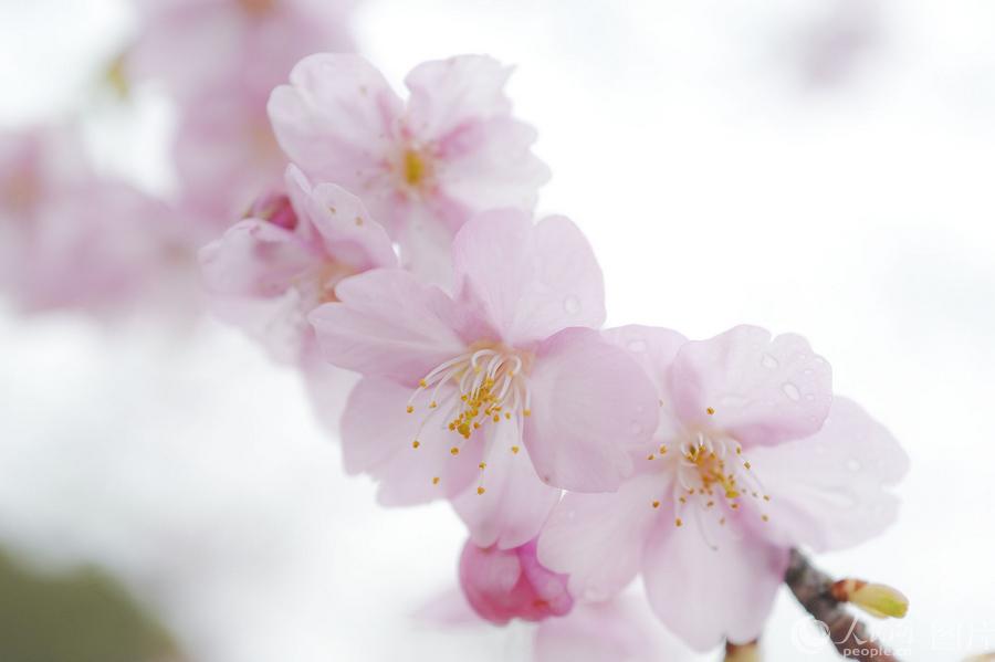 Blooming cherry blossoms at Gucun Park in Shanghai pictured on Feb. 27, 2019. (Photo/people.cn)

It\'s almost the time of the year when people again get ready to welcome cherry blossoms of spring. The pink flowers have started to bloom in Gucun Park in Shanghai, attracting the first bunch of shutterbugs to snap photos.

Gucun Park features more than 1,200 mu (80 hectares) of cherry trees, covering nearly 90 types, making it a must-visit place for spring outings in Shanghai. The place is also home to the 2019 Shanghai Cherry Blossom Festival, scheduled from March 15 to April 15.