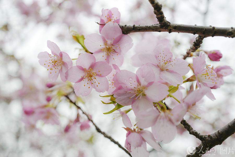 Blooming cherry blossoms at Gucun Park in Shanghai pictured on Feb. 27, 2019.  (Photo/people.cn)