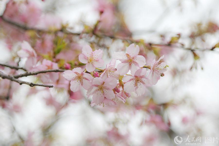 Blooming cherry flowers captured at Gucun Park in Shanghai on Feb. 27, 2019. (Photo/people.cn)