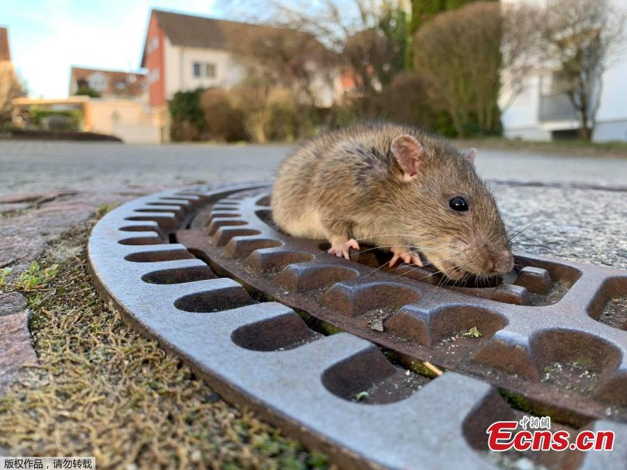 <?php echo strip_tags(addslashes(Nine rescue workers in the German town of Bensheim have saved a rat with 