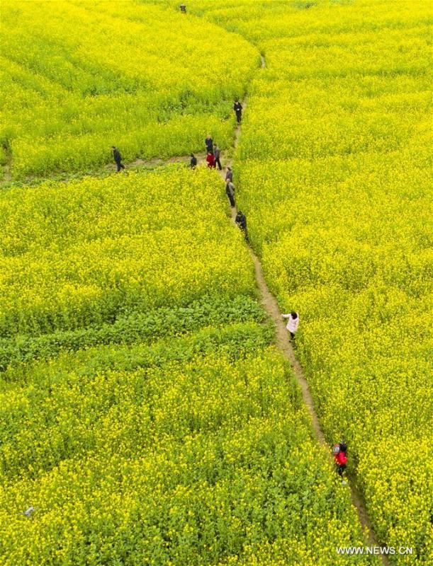 Aerial photo taken on Feb. 26, 2019 shows tourists walking in cole flower fields at Longweizhou Village of Xinxi Township in Xinyu City, east China\'s Jiangxi Province. (Xinhua/Zhao Chunliang)