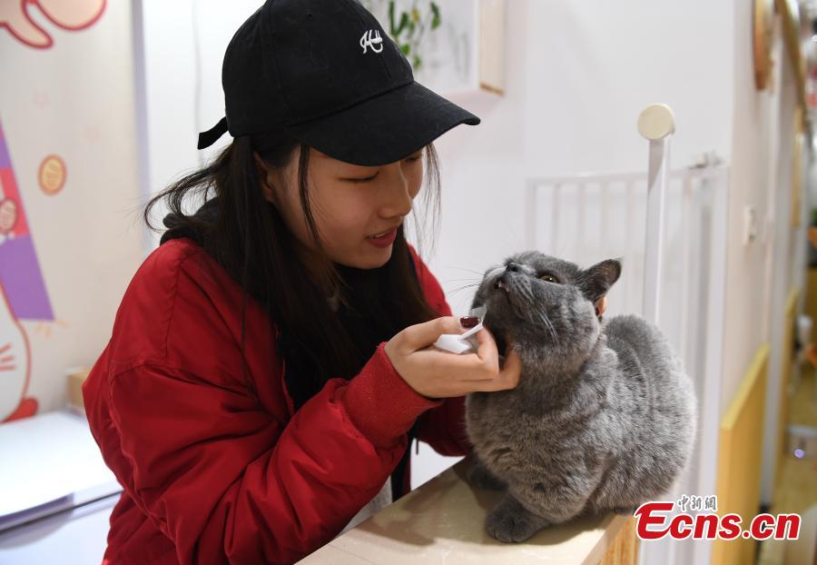 A store allows visitors to play with its 60 cats in Hangzhou City, Zhejiang Province, Feb. 28, 2019. The store is said to be popular among young people who enjoy the feline companionship. (Photo: China News Service/Wang Gang)