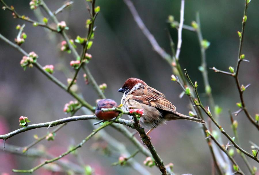 A bird lands on a plum tree branch, Xiuning county, Anhui Province, Feb. 28, 2019. As the temperature rises, plum blossoms in the Jinfoshan ecological park in Xiuning county, birds of various species are attracted to the scent of flowers, creating a vibrant spring scene. (Photo/Asianewsphoto)