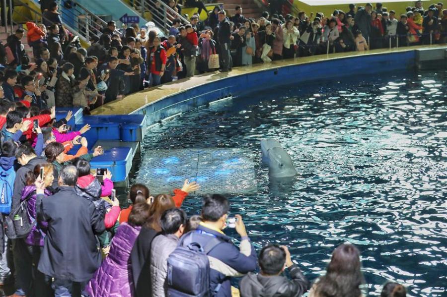 Little White and Little Grey meet audience members in Shanghai for the last time, Feb. 28, 2019. (Photo/Shine.cn)

Two female beluga whales performed for audience members for the last time at Changfeng Ocean World in Putuo District on Thursday, before heading for their new home in Iceland.

Little White and Little Grey, both 12 years old, will hang up their performer hats and head to the Sea Life Trust Beluga Whale Sanctuary, the world’s first open water sanctuary, for members of their species.