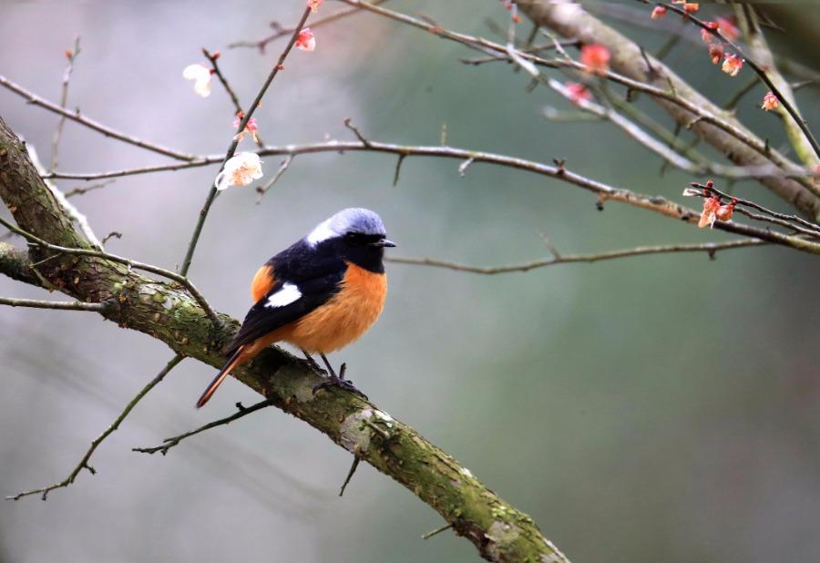 A bird lands on a plum tree branch, Xiuning county, Anhui Province, Feb. 28, 2019. As the temperature rises, plum blossoms in the Jinfoshan ecological park in Xiuning county, birds of various species are attracted to the scent of flowers, creating a vibrant spring scene. (Photo/Asianewsphoto)
