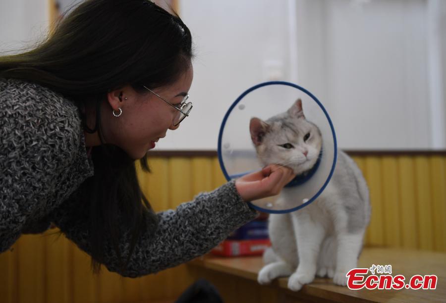 A store allows visitors to play with its 60 cats in Hangzhou City, Zhejiang Province, Feb. 28, 2019. The store is said to be popular among young people who enjoy the feline companionship. (Photo: China News Service/Wang Gang)