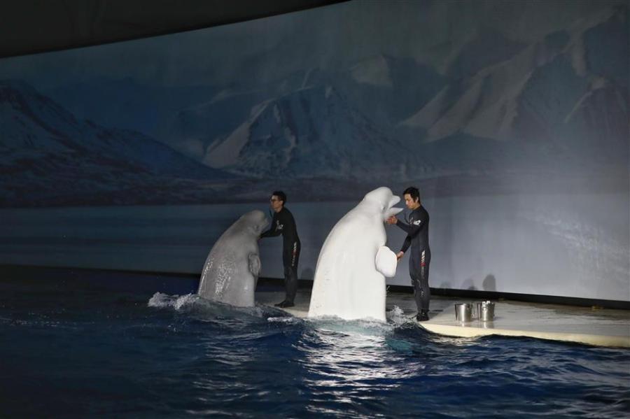 Little White and Little Grey meet audience members in Shanghai for the last time, Feb. 28, 2019. (Photo/Shine.cn)