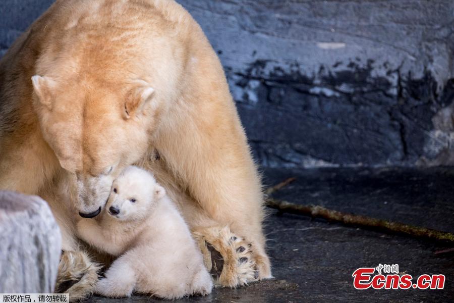 <?php echo strip_tags(addslashes(A polar bear cub comes outside for the first time in the Copenhagen Zoo, Denmark, Feb. 28, 2019. (Photo/Agencies))) ?>