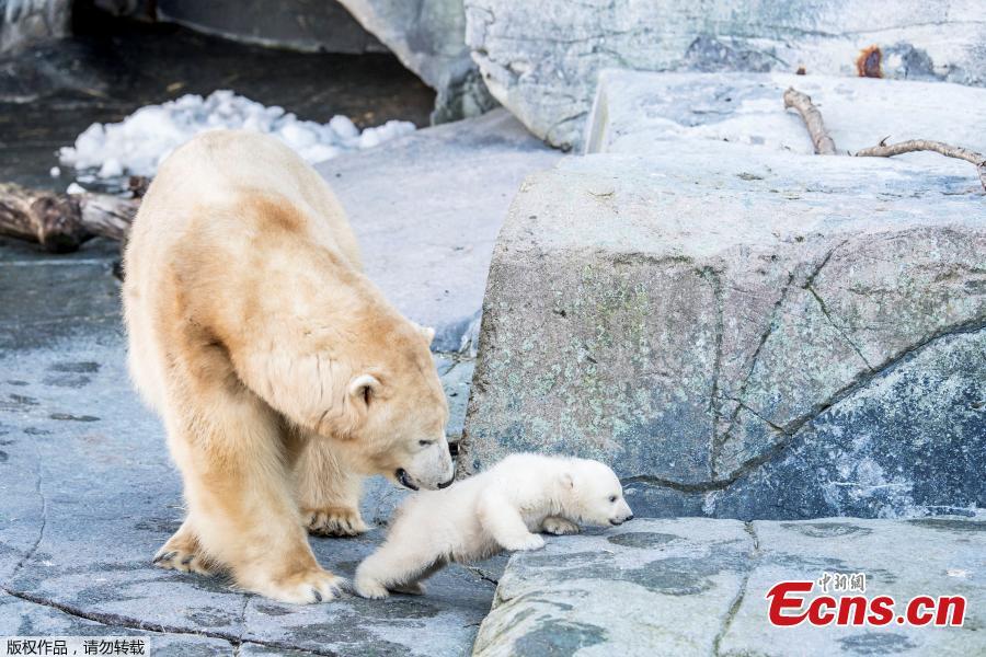 <?php echo strip_tags(addslashes(A polar bear cub comes outside for the first time in the Copenhagen Zoo, Denmark, Feb. 28, 2019. (Photo/Agencies))) ?>