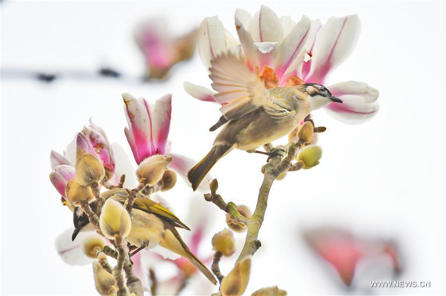 A bird is seen on a flowering tree at Binjiang Park in Yichang, central China\'s Hubei Province, March 2, 2019. (Xinhua/Liu Shusong)