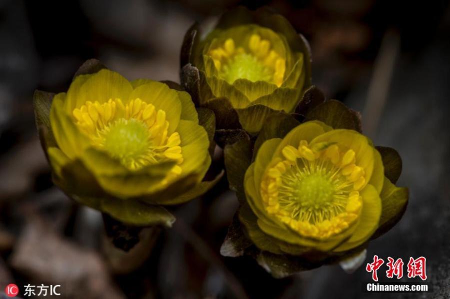 Flowers of the adonis amurensis, commonly known as pheasant\'s eye, bloom in the snow in Baishan City, Northeast China\'s Jilin Province, March 3, 2019. The perennial plant with a golden yellow flower is favored by many in China because it is adapted to the cold temperatures of the north. (Photo/IC)